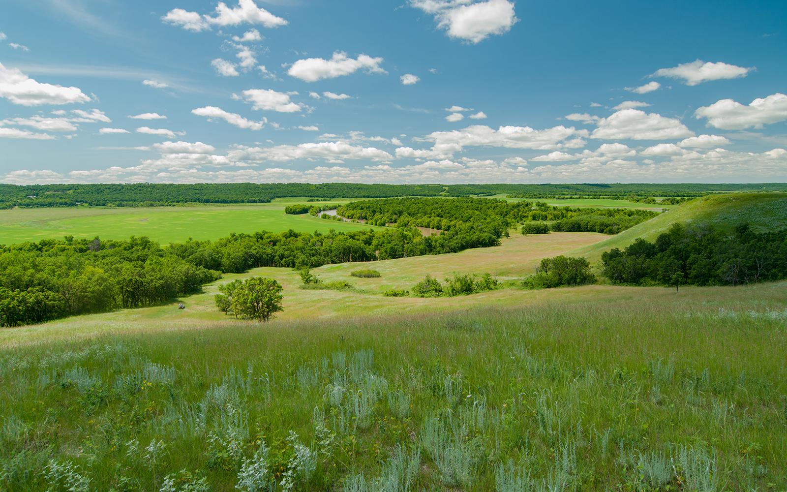 An open, green field