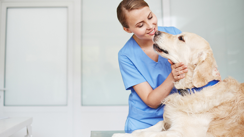 Veterinarian petting a golden retriever  