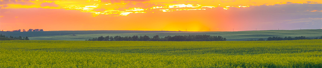 Orange, pink and purple sunset over a field of yellow canola