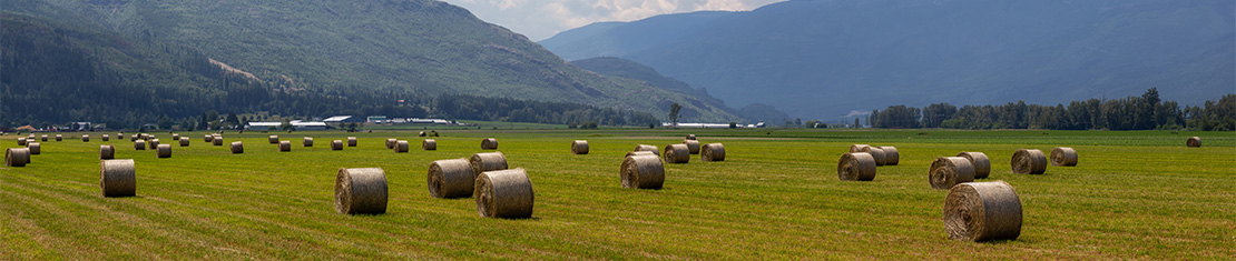 Haybales on an open field.