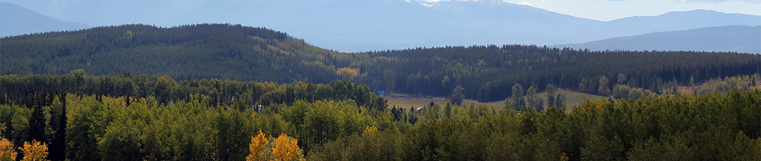 Lush green mountains.