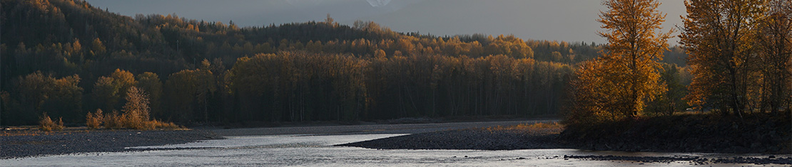 Yellow fall trees in a forest.