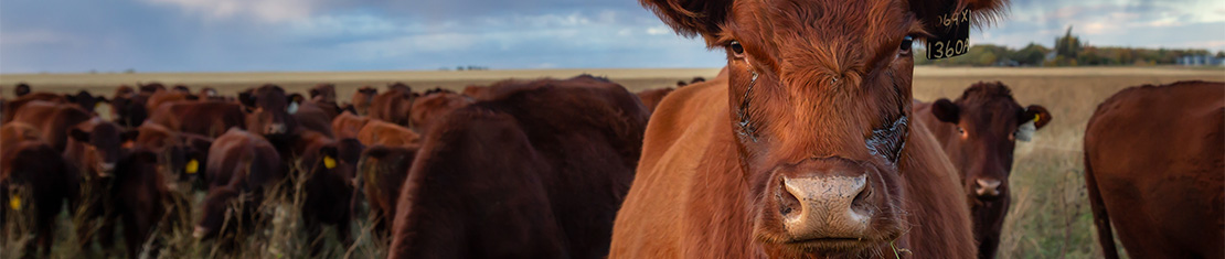 Herd of brown cows.