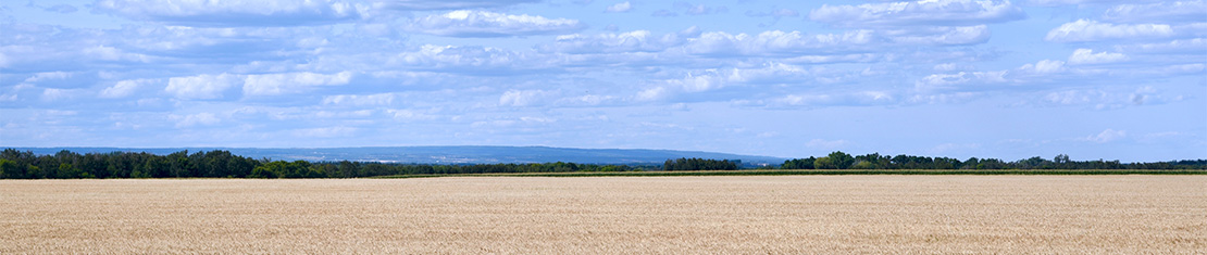 Recently harvested field with a blue, cloudy sky.
