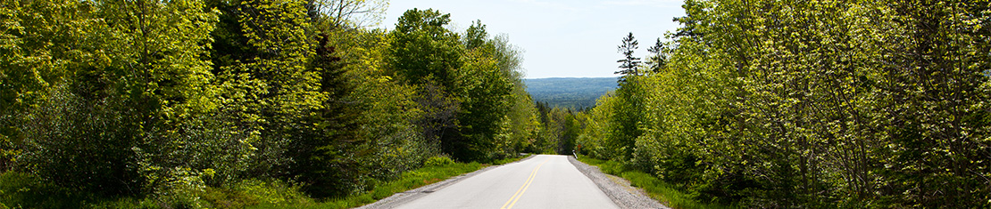 Road surrounded by lush green trees.