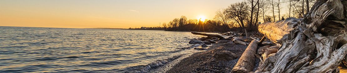Waterlogged wood on the coast of a large body of water