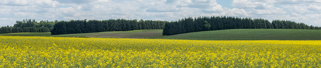 Field of yellow flowers.