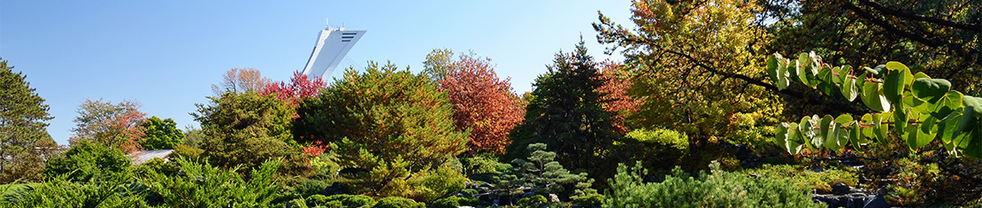 Montreal tower peeking out of fall trees