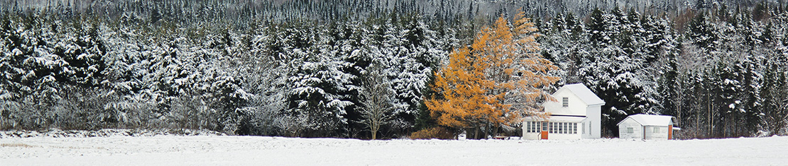 White house surrounded by snow-covered pine trees and 1 yellow tree.