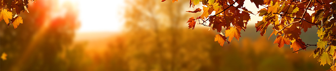Fall leaves bordering a bright sun