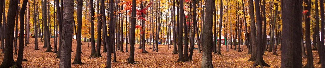 Grove of trees with yellow leaves on the branches and a floor of yellow leaves